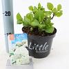 Hydrangea m. 'Little White' Pot 2 Liter 10 - 20 cm