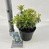 Pieris jap. 'Variegata' Pot 3 liter 20-25cm 