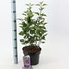Syringa v. 'Sensation' Pot 5 Liter 40 - 50 cm