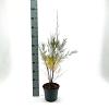 Tamarix 'Hulsdonk White' Pot 3 Liter 40 - 50 cm