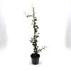 Trachelospermum j. Star of Toscane Pot 2 Liter50 - 60 cm