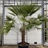 Trachycarpus fortunei Pot 160 liter 
