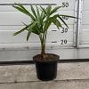 Trachycarpus fortunei Pot 2 Liter30 - 40 cm