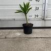 Trachycarpus fortunei Pot 10 liter 20 - 30 cm