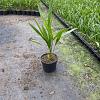 Trachycarpus fortunei Pot 10 liter 20 - 30 cm