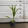 Trachycarpus fortunei Pot 10 liter 20 - 30 cm