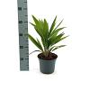 Trachycarpus fortunei Pot 2 liter 25-30cm
