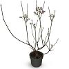 Viburnum bodn. 'Charles Lamont' Pot 4 Liter 60 - 80 cm