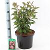 Viburnum bodn. 'Dawn' Pot 5 Liter 40 - 50 cm