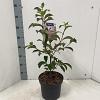 Viburnum bodn. 'Dawn' Pot 5 Liter 40 - 50 cm
