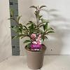 Viburnum bodn. 'Dawn' Pot 2 Liter40 - 50 cm