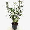 Viburnum bodn. 'Dawn' Pot 3 Liter 50 - 60 cm