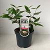 Viburnum burkwoodii Pot 3 Liter 40 - 50 cm
