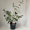 Viburnum burkwoodii Pot 3 Liter 40 - 50 cm