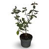 Viburnum burkwoodii Pot 4 Liter 40 - 60 cm