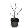 Viburnum carlcephalum Pot 4 Liter 40 - 60 cm