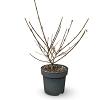 Viburnum carlcephalum Pot 12 liter 60 - 80 cm