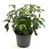 Viburnum davidii 'Angustifolium' Pot 2 liter 25-30cm