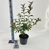 Viburnum farreri Pot 5 Liter 50 - 60 cm