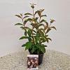 Viburnum farreri Pot 2 Liter50 - 60 cm