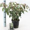 Viburnum globosum 'Jermyns Globe' Pot 2 liter 30-35cm