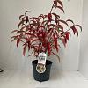 Viburnum hillieri 'Winton' Pot 3 liter 25-30cm