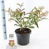 Viburnum hillieri 'Winton' Pot 3 liter 25-30cm