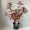 Viburnum hillieri 'Winton' Pot 3 liter 25-30cm