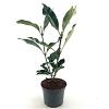 Viburnum odoratissimum awabuki Pot 3 Liter 30 - 40 cm