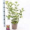Viburnum opulus 'Compactum' Pot 2 Liter40 - 50 cm
