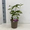 Viburnum opulus 'Roseum' Pot 3 Liter 30 - 40 cm