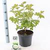 Viburnum opulus 'Roseum' Pot 3 Liter 30 - 40 cm