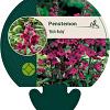 Penstemon 'Rich Ruby' Pot 9 cm