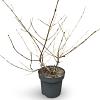 Viburnum plic. Kilimandjaro Pot 12 liter 60 - 80 cm