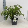 Viburnum plic. 'Newport' Pot 3 Liter 30 - 40 cm