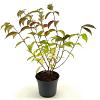 Viburnum plic. 'Shasta' Pot 3 Liter 40 - 50 cm