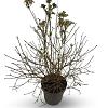 Viburnum plic. 'Watanabe' Pot 12 liter 60 - 80 cm