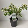 Viburnum plic. 'Watanabe' Pot 2 liter 25-30cm