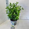 Viburnum tinus Pot 5 Liter 30 - 40 cm