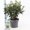 Viburnum tinus Pot 5 Liter 30 - 40 cm