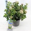Viburnum tinus Pot 5 Liter 30 - 40 cm
