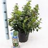 Viburnum tinus Pot 5 Liter 30 - 40 cm