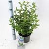 Viburnum tinus Pot 3 Liter 30 - 40 cm