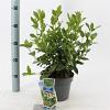 Viburnum tinus Pot 3 Liter 30 - 40 cm