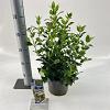 Viburnum tinus Pot 3 Liter 30 - 40 cm