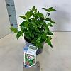 Viburnum tinus Pot 2 liter 25-30cm