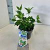 Viburnum tinus Pot 2 liter 25-30cm