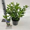 Viburnum tinus Pot 2 liter 25-30cm