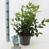 Viburnum tinus Pot 2 liter 25-30cm