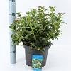 Viburnum tin. 'Eve Price' Pot 5 Liter 30 - 40 cm